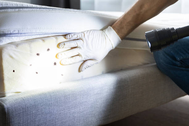 Best Emergency Pest Control  in Pearl Beach, MI